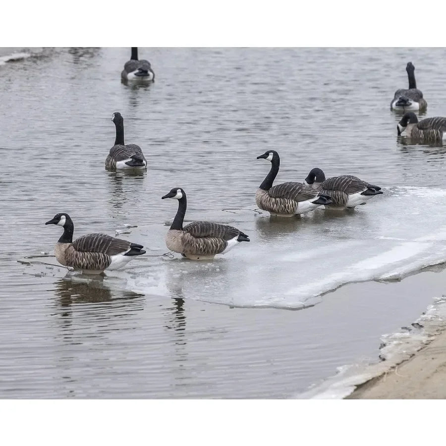 Canada Goose Floater Hunting Decoys by Heyday 100% HydroFoam 4 Pack Ultra Realistic Durable Goose Hunting Decoys
